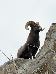 Gray Jay Press- Ruby Mountains Bighorn Ram